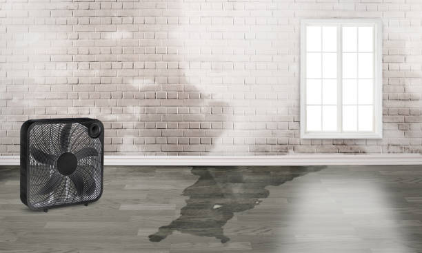 Best Local water damage restoration  in Madison Heights, VA