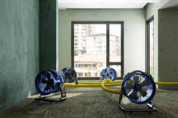 Best Professional water damage repair  in Madison Heights, VA